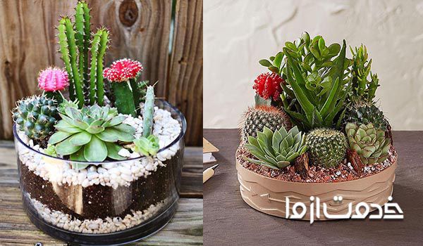 نگهداری چند کاکتوس در یک گلدان 